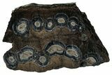 Mammoth Molar Slice With Case - South Carolina #349987-1